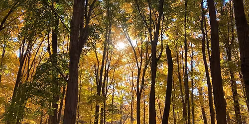 Fall Color Chemistry