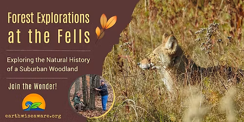 Winter Forest Explorations