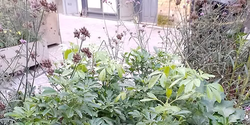 Nature at the heart of White Hart Street