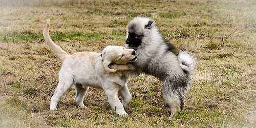 Hagefest 2.11 kl 16.00 med Drammen Hundesenter \/ Gro Saugerud