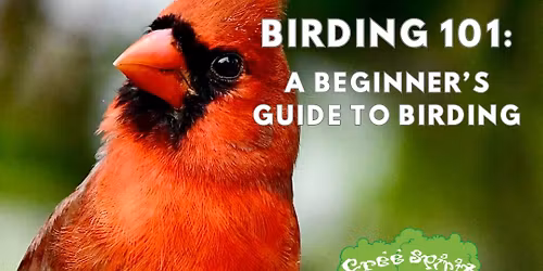 Birding 101: A Beginner's Guide to Birding