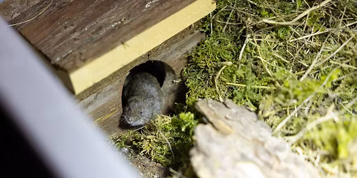 Die Bayerische Kurzohrmaus \u2013 Rettung einer bedrohten heimischen Art