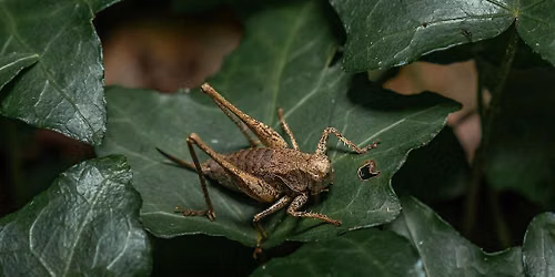 Garden Insects