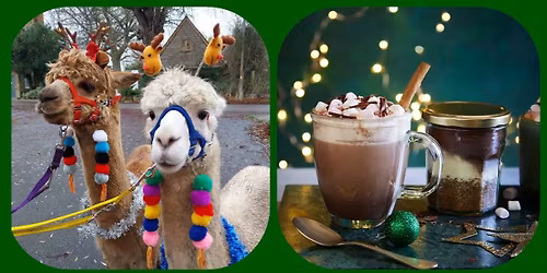 The Big Festive Dawdle II \ud83c\udf85\u2603\ufe0f\ud83c\udf84 The 'B.F.D.'