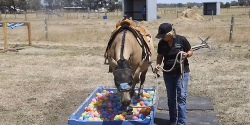 Horsemanship clinic with Tracey 