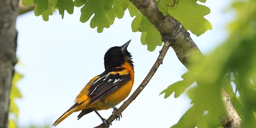 Accessible Birding Outing