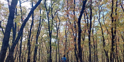 \u0394\u03c1\u03c5\u03bf\u03b4\u03ac\u03c3\u03bf\u03c2 \u039c\u03bf\u03b3\u03b3\u03bf\u03c3\u03c4\u03bf\u03cd 