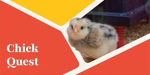 Chick Quest