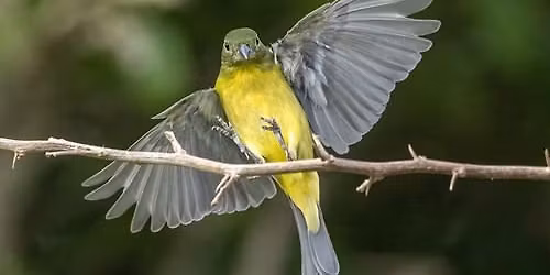 Female Bird Day Bird Bingo
