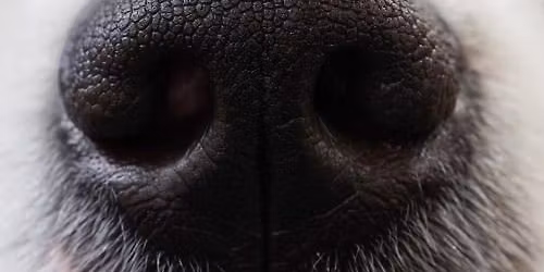 Beginner Scentwork Course
