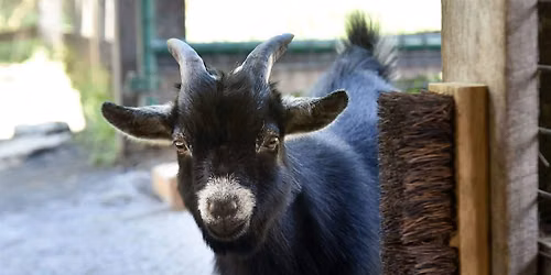 Goats at Raymond Memorial Golf Course