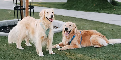 Neighbourhood Pulse Pop-Up: Bark Party