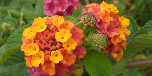 Invasive Plant Update