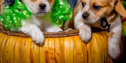 Howl-o-ween Harvest Festival