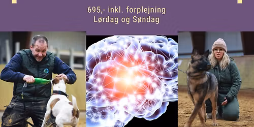 Leg som udviklende og terapeutisk redskab i hundetr\u00e6ning og adf\u00e6rdsarbejde