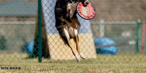 BARK TO SCHOOL BASH