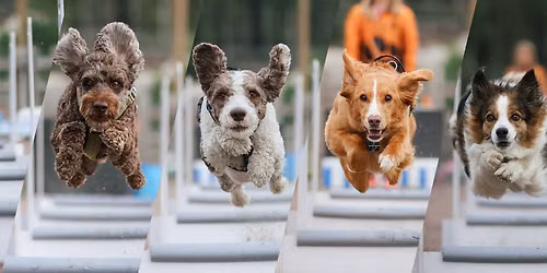 Flyball Festarit - ep\u00e4virallinen flyball-kilpailu