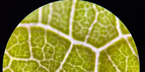 Flower Dissection Lab