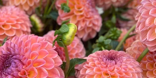 Plantemarked Ullandhaug \u00d8kologiske G\u00e5rd 18. april