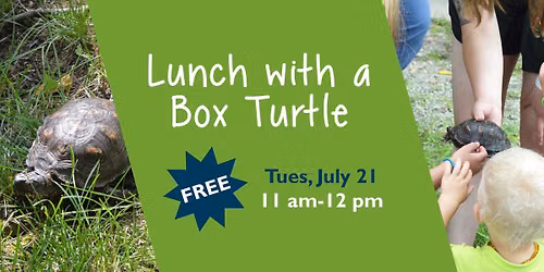 Lunch with a Box Turtle