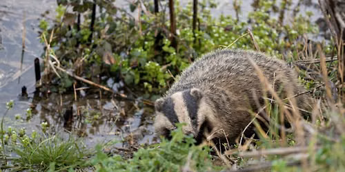 Badger Watch