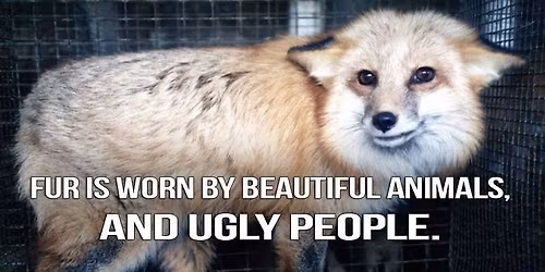 Fur-Free Friday Demo & other ways to take action!
