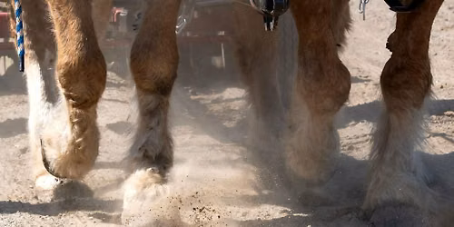 Draft Horse Show at UC Fair