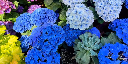 Mother's Day at Muttart