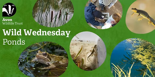 Youth Event: Wild Wednesdays - Ponds
