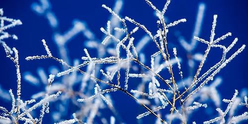 Cold Weather Plant Preparedness