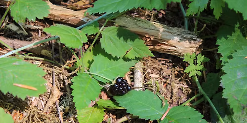 Medicine Making Deep Dive: Ethnobotany Immersion Course Month 7