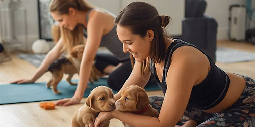 Yoga with American Bullies