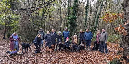 MorePaws Walking Club - Alexandra Park