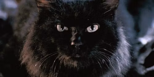Friday Night Frights: The Cat