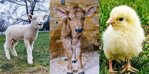 Baby Animal Day (first date)