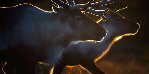 Multivisionsshow: SKANDINAVIEN \u2013 unber\u00fchrte Wildnis