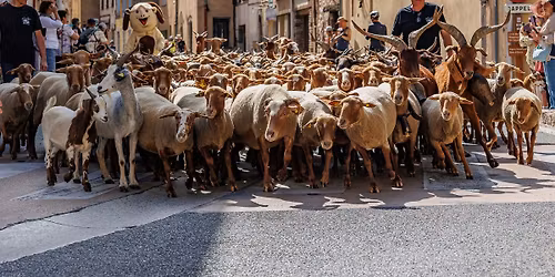 4\u00e8me \u00e9dition - F\u00eate de la Transhumance \ud83d\udc0f\ud83e\udd0d
