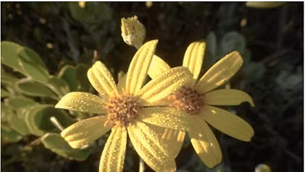 Botanical Walk - Coastal Dune Trail