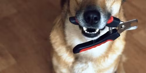 Nail Trims with The Pet Spoiler