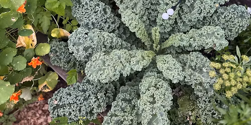 Plant Care Without Overwhelm