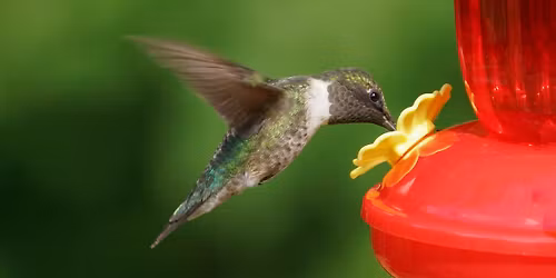 Make a Hummingbird Feeder