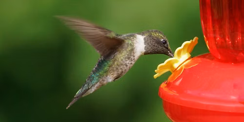 Make a Hummingbird Feeder