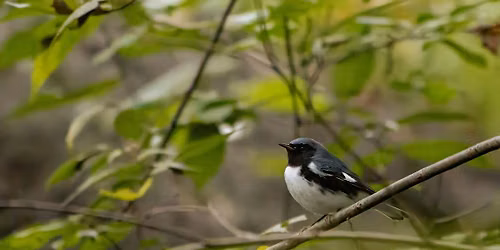 I Bird NYU Big Sit Event