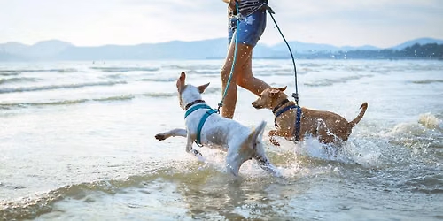 Yappy Hour at the Beach