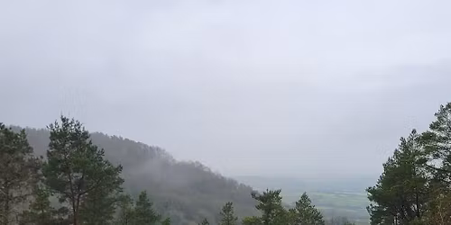 FREE Forest Bathing Taster Session at Combe Hill Wood