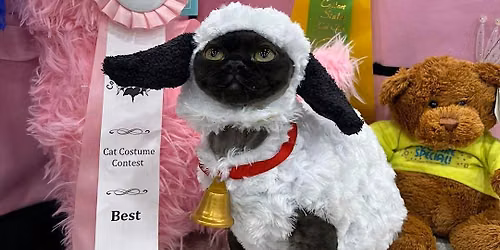 CAT SHOW - Saturday, October 17, 2026 - Plant City Florida