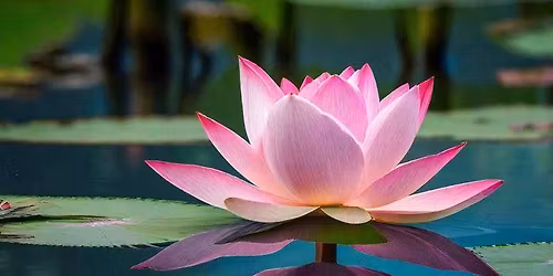 Women Who Run With the Wolves Book Club at Rosalie the French Cafe