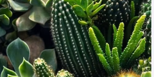 back by popular demand succulent plant bar hosted by cadillac nutrition 