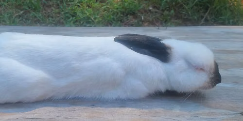 Rabbit Care Basics