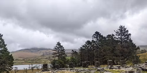 Walk: North Wales - Beddgelert Forest